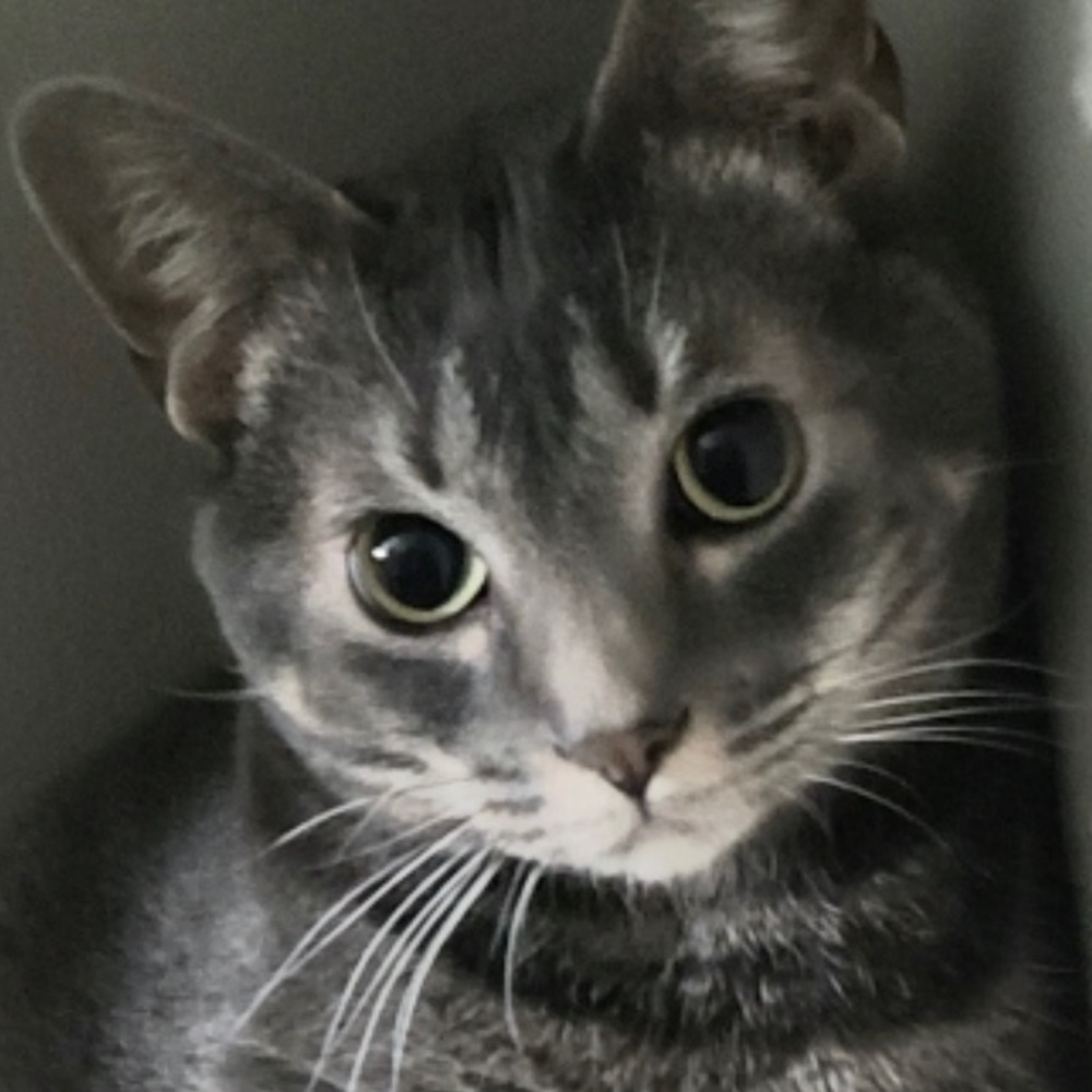 Meet your Posher, Cate